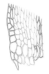 Sematophyllum homomallum, alar cells. Drawn from E. Whitehouse 29465, CHR 265450.
 Image: R.C. Wagstaff © Landcare Research 2016 